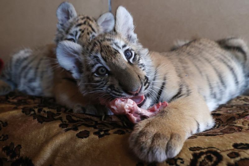 Tiger's Home rescue facility for big cats in Novosibirsk, Russia