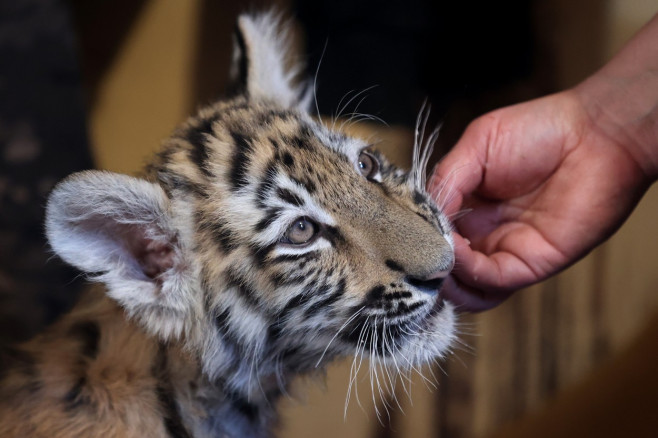 Tiger's Home rescue facility for big cats in Novosibirsk, Russia