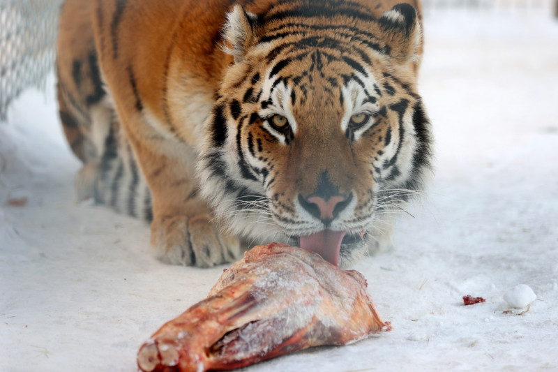 Tiger's Home rescue facility for big cats in Novosibirsk, Russia