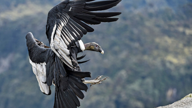 Condor andin aterizează