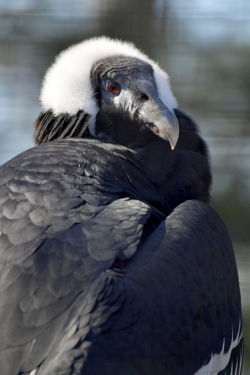 World Wildlife Day, Bridgeport, Connecticut, USA - 03 Mar 2021