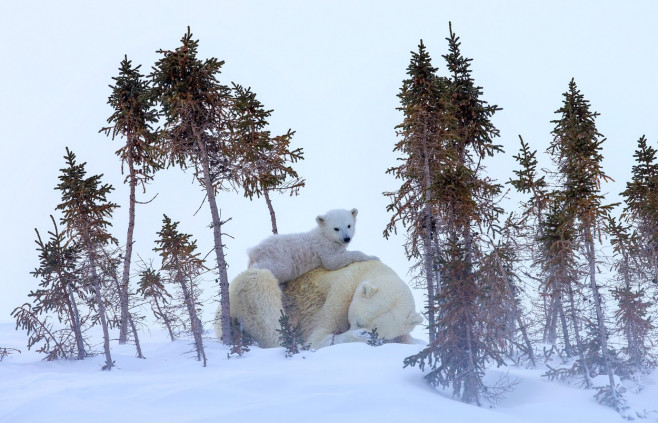 un pui de urs polar stă pe ursoaică