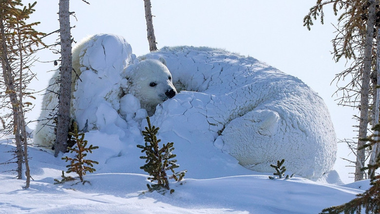 urși polari acoperiți de zăpadă