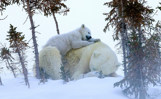 un pui de urs polar stă pe ursoaică