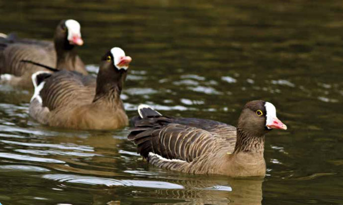 O specie de păsări pe cale de dispariţie, identificată pe un lac din județul Botoșani. În România mai sunt circa 50 de exemplare