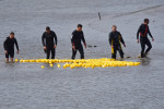 Men in wetsuits organise yellow 'rubber' plastic ducks during a duck race in the River Blackwater, Maldon, Essex. Space for copy