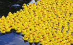 Rubber ducks charity swim in Moscow