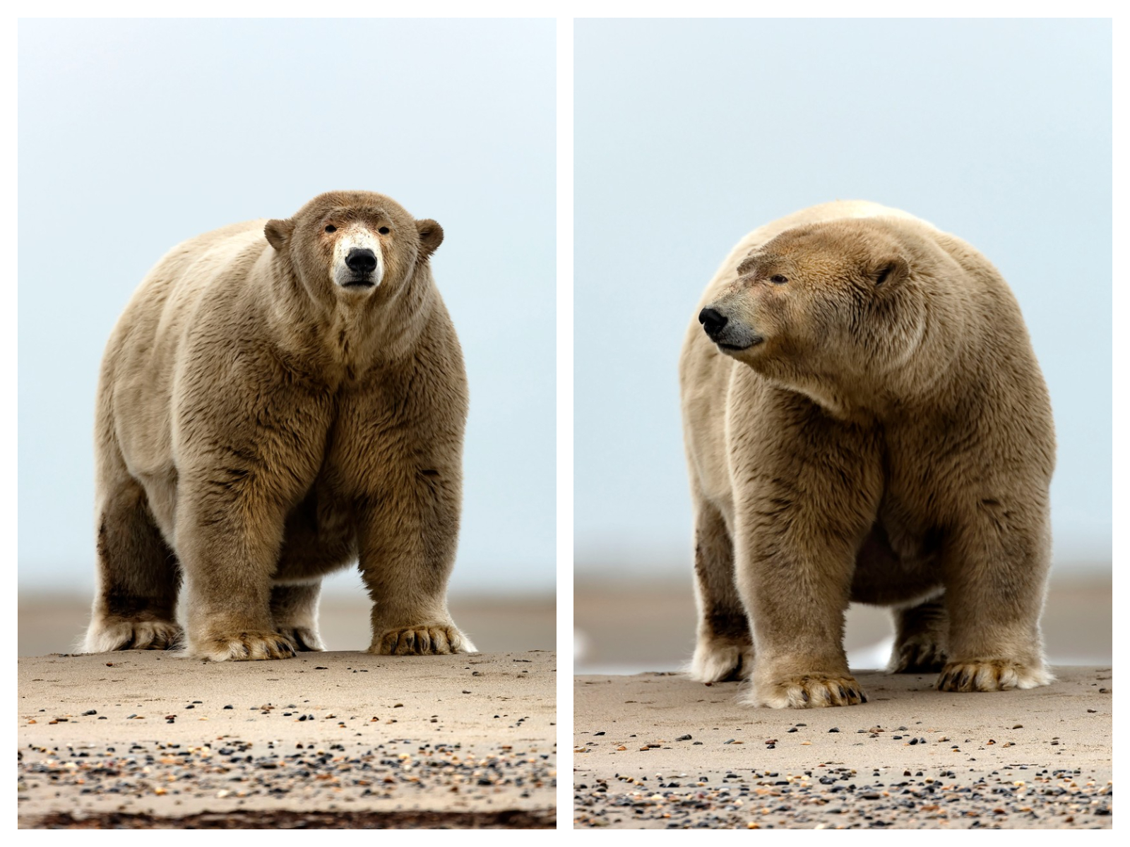 Ursul polar dolofan care l-a luat prin surprindere pe un fotograf, în Alaska
