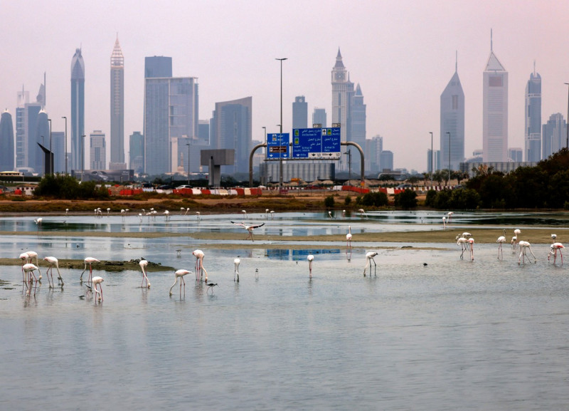 inundatii flamingo la dubai profimedia-0650360252