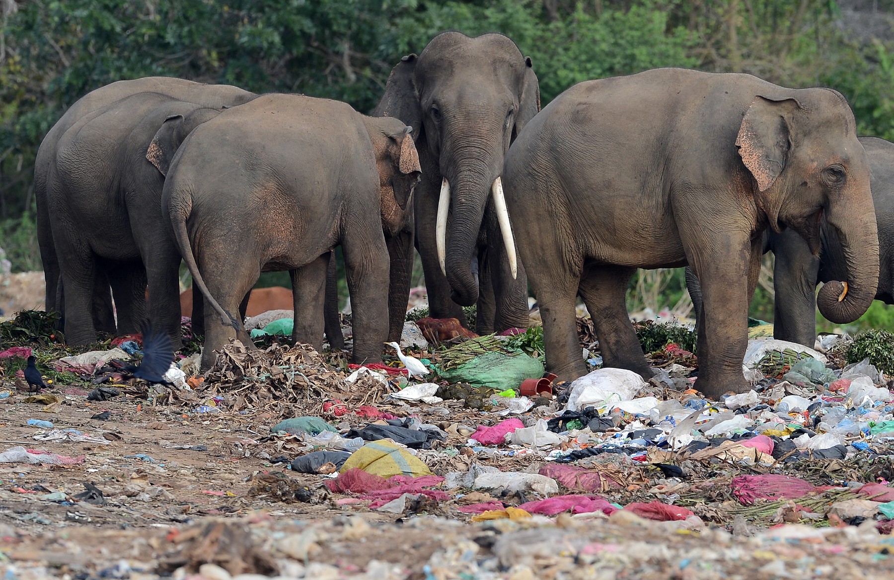 Deșeurile de plastic provoacă moartea elefanților sălbatici din Sri Lanka. Foamea îi împinge să își caute hrana în gropile de gunoi