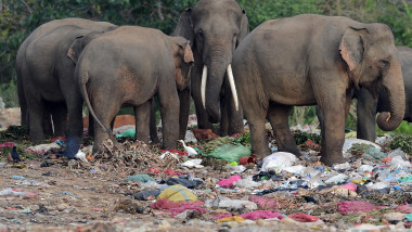 Elefanți din Sri Lanka își caută mâncare într-o groapă de gunoi