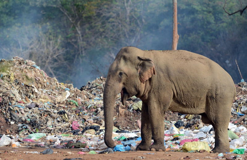 Elefant din Sri Lanka își caută mâncare într-o groapă de gunoi