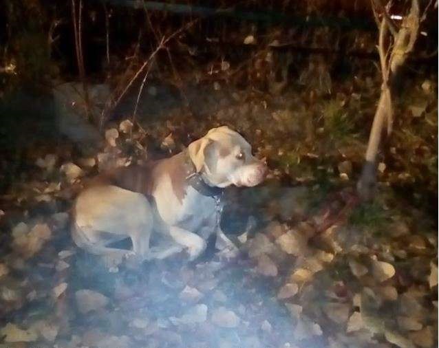 Amendă pentru o femeie din București, după ce și-a abandonat câinele într-un parc