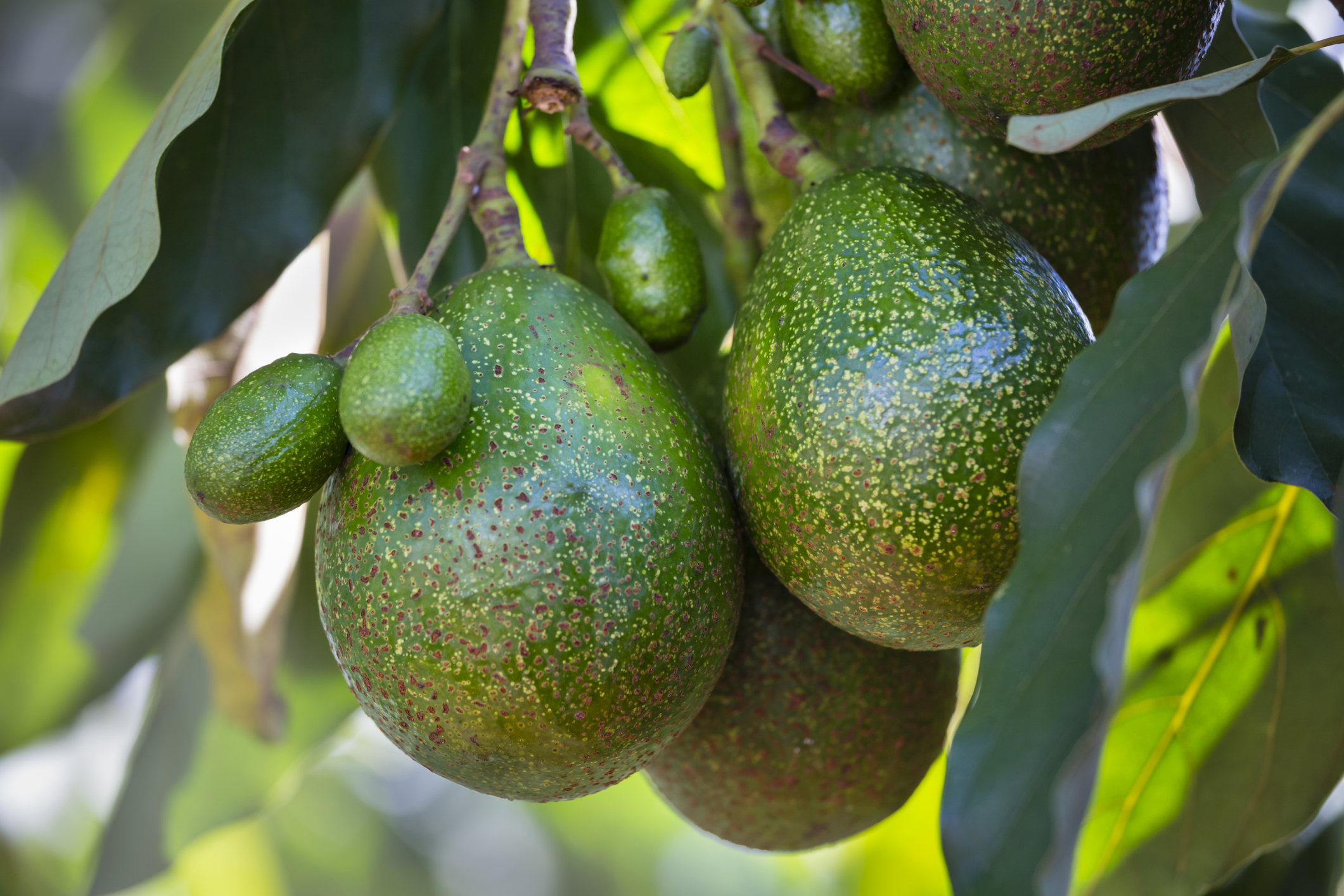 Justițiari din Kenya se luptă să apere prețioasele culturi de avocado de cartelurile care vor să le fure