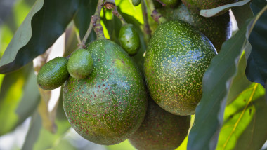 Avocados on a tree, Kenya