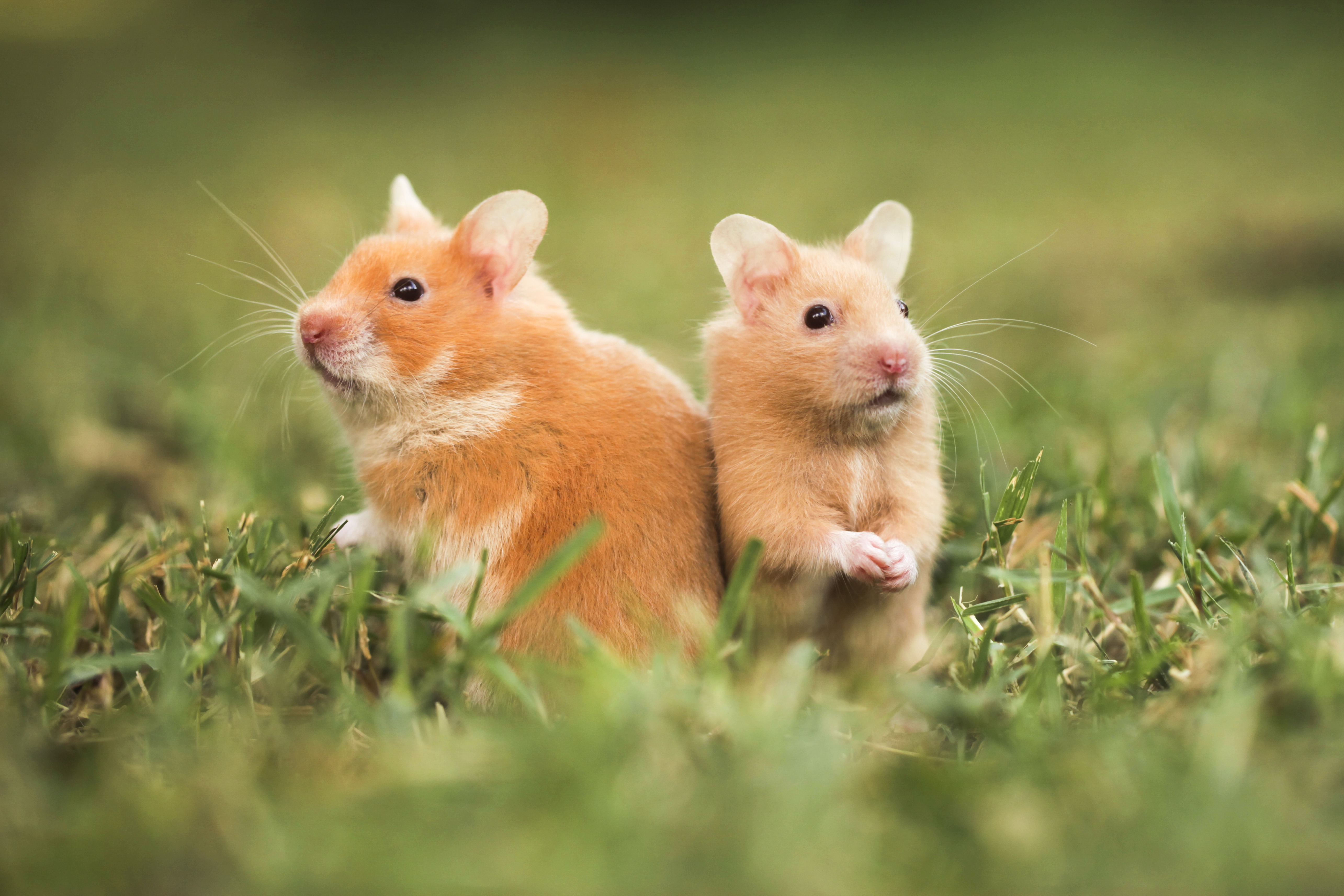 Hong Kong sacrifică 2.000 de hamsteri după depistarea unui focar de COVID-19 printre rozătoare