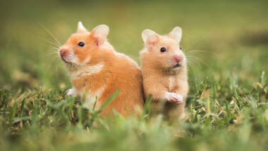 doi hamsteri golden speriați