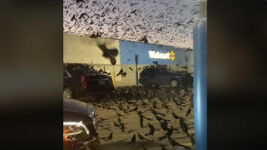 mii de pasari in parcarea unui supermarket