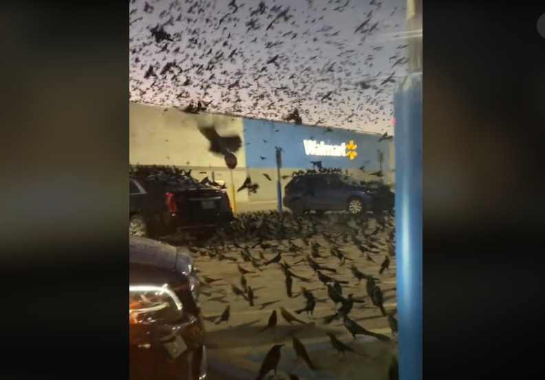 VIDEO. Scene ca în filmul „Păsările”, surprinse în parcarea unui centru comercial din Texas