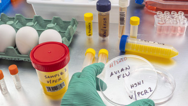 probe de laborator pentru H5N1