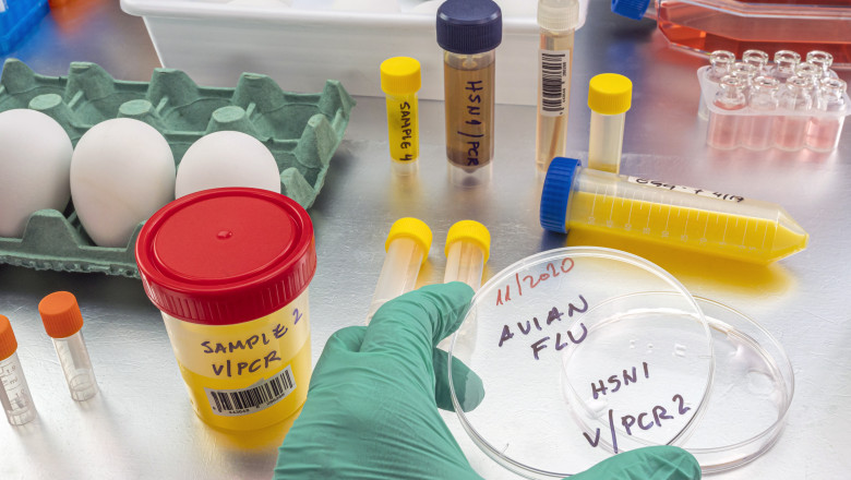 probe de laborator pentru H5N1