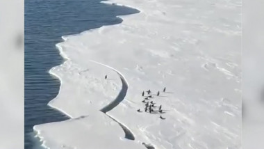 pinguin ramas izolat de grup dupa ruperea unei banchize