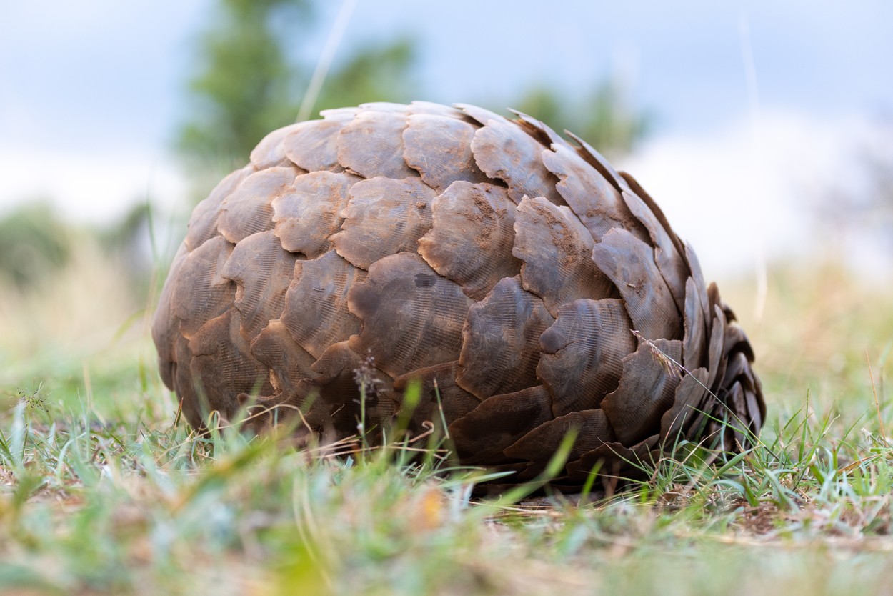 VIDEO. A fost descoperit pangolinul „oltenesc”. Fosila din specia Smutsia olteniensis a fost găsită în Vâlcea