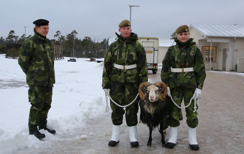 Armata-Suedia-Gotland2