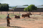 Un rinocer sud-african desfigurat de braconieri s-a întors în sălbăticie după 6 ani și 30 de operații