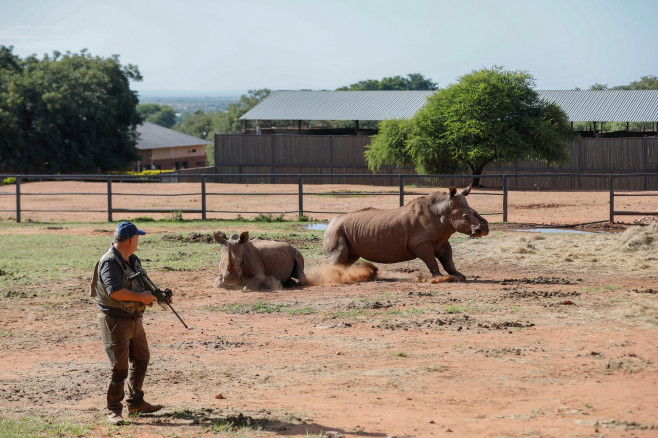 Un rinocer sud-african desfigurat de braconieri s-a întors în sălbăticie după 6 ani și 30 de operații