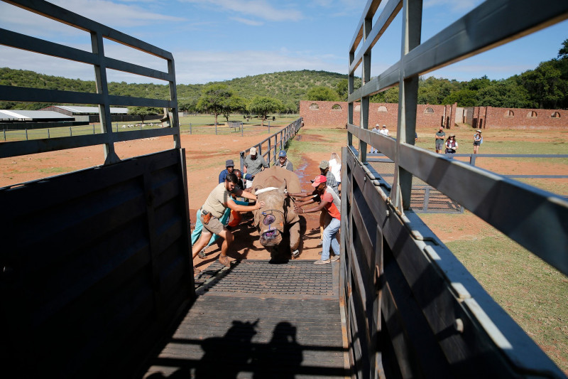 Un rinocer sud-african desfigurat de braconieri s-a întors în sălbăticie după 6 ani și 30 de operații
