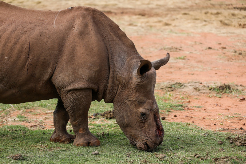 Un rinocer sud-african desfigurat de braconieri s-a întors în sălbăticie după 6 ani și 30 de operații