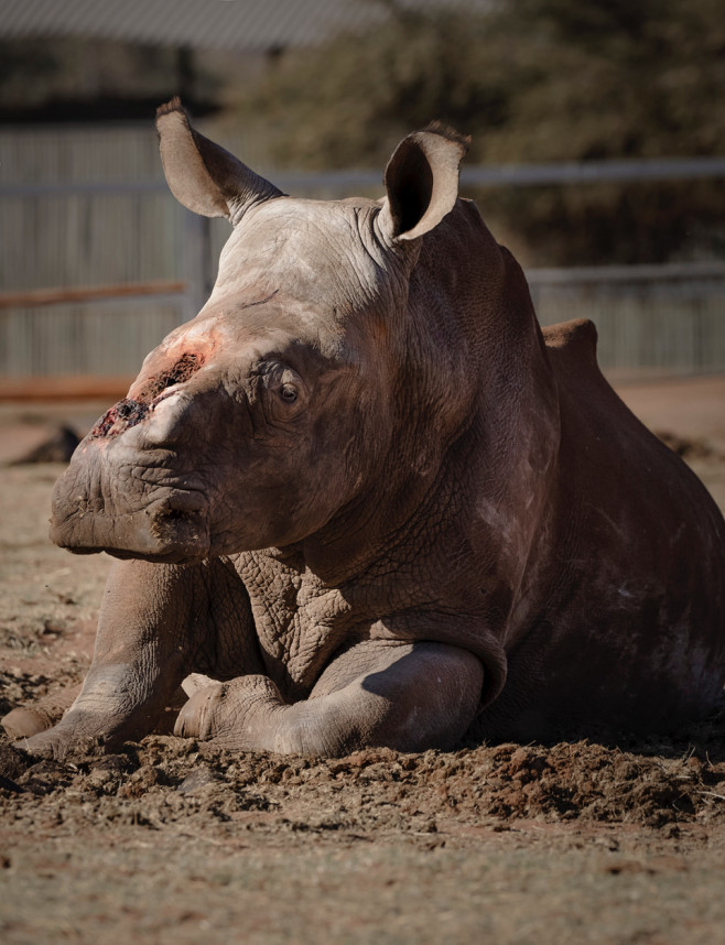 Un rinocer sud-african desfigurat de braconieri s-a întors în sălbăticie după 6 ani și 30 de operații