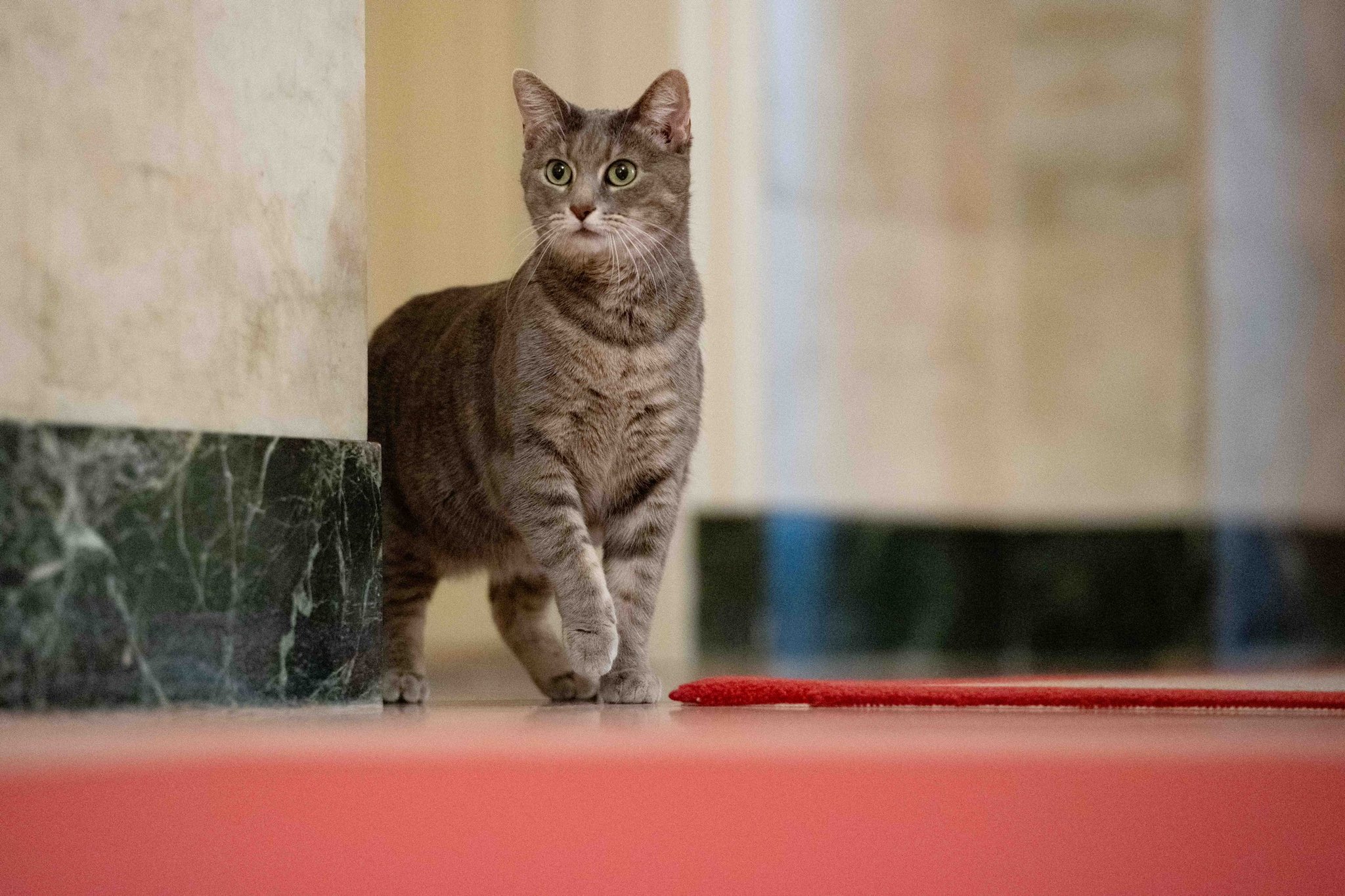 FOTO Familia Biden a adoptat o pisică. Willow „se instalează la Casa Albă cu jucăriile ei favorite”