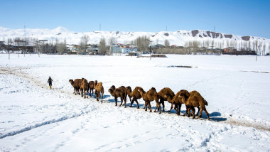 O caravană de cămile este condusă printr-o zonă acoperită de zăpadă din Turcia.