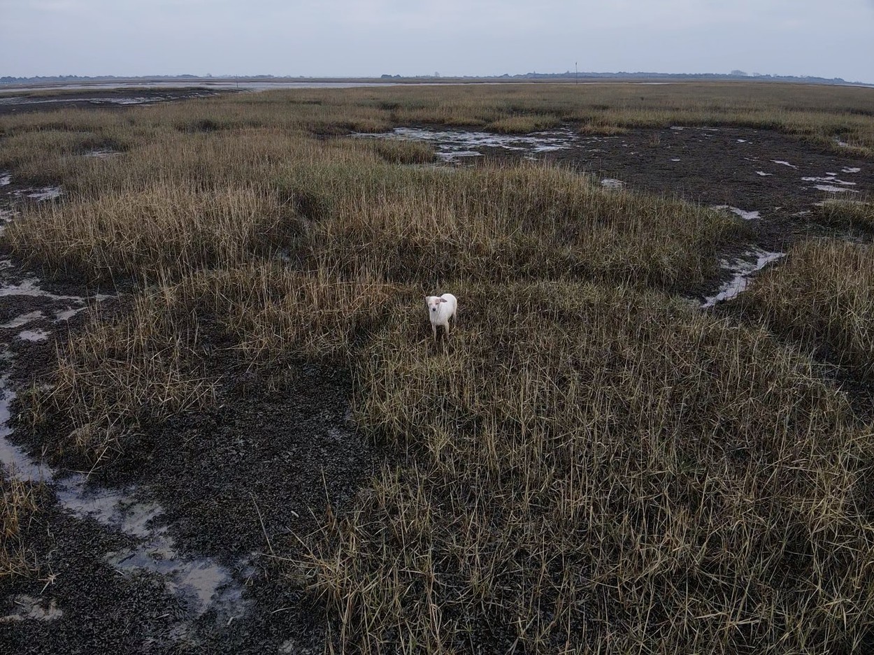 Dog Saved From Rising Tide