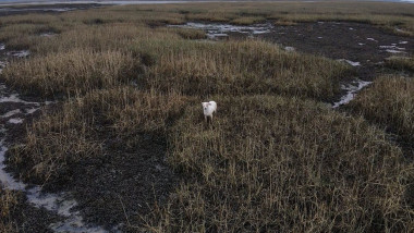 Un câine a fost salvat dintr-o mlaștină după ce echipele de căutare au atârnat cârnați de o dronă