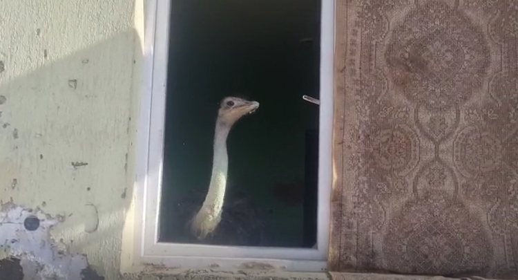 VIDEO. Bărbat amendat deoarece creștea un struț într-un apartament, în Drobeta Turnu-Severin