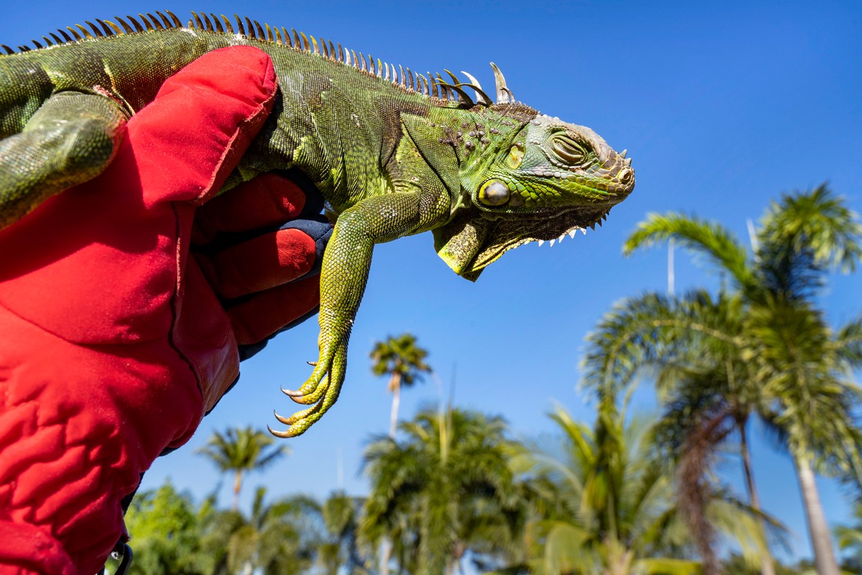 Fenomen neobișnuit în Florida. Este atât de frig, încât iguanele înghețate cad din copaci
