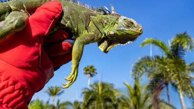 iguana inghetata timuta in mana inmanussata in florida, in spate se vad palmieri