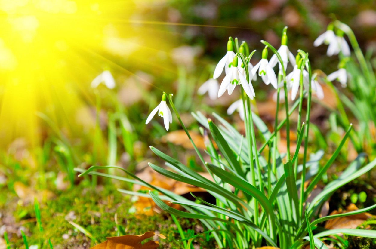 Prognoza meteo pentru martie. Cum va fi vremea în prima lună de primăvară