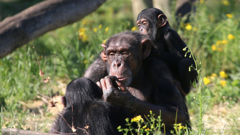 cimpanzei mama si pui in iarba