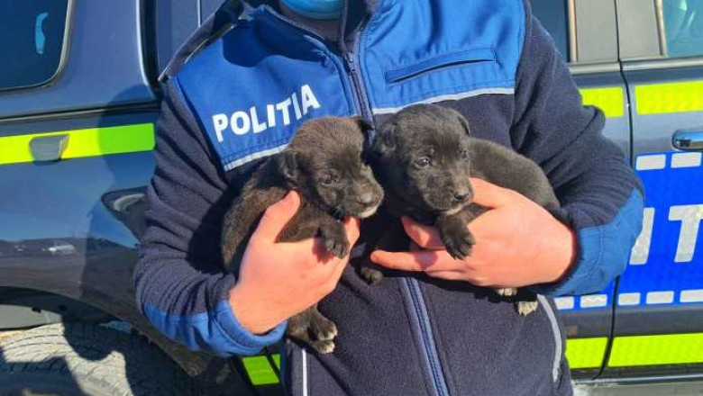 Un polițist ține în brațe doi pui de câine.