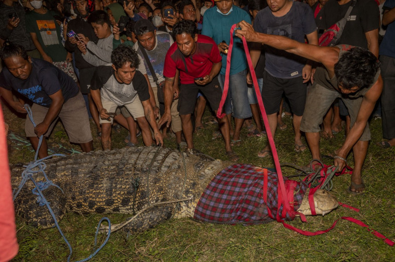 Un crocodil imens trăia de ani de zile cu un cauciuc în jurul gâtului