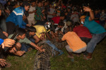 Removing Tire From Crocodile's Neck, Palu, Indonesia - 07 Feb 2022