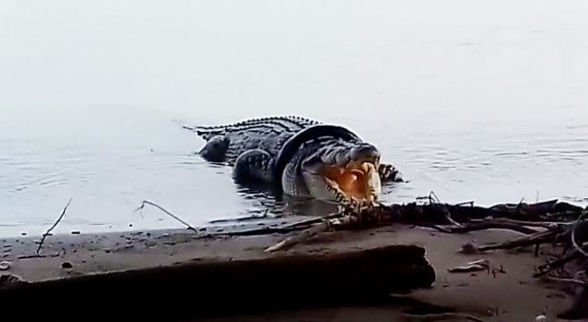 Crocodile that had tyre stuck around its neck for SIX YEARS is finally rescued in Indonesia