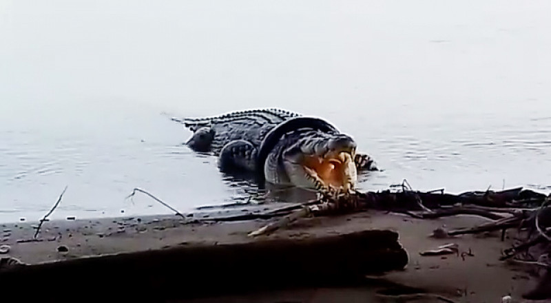 Crocodile that had tyre stuck around its neck for SIX YEARS is finally rescued in Indonesia
