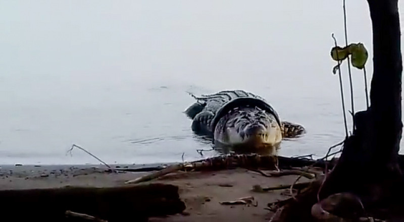 Crocodile that had tyre stuck around its neck for SIX YEARS is finally rescued in Indonesia