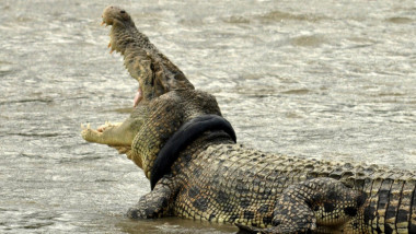 Un crocodil imens trăia de ani de zile cu un cauciuc în jurul gâtului