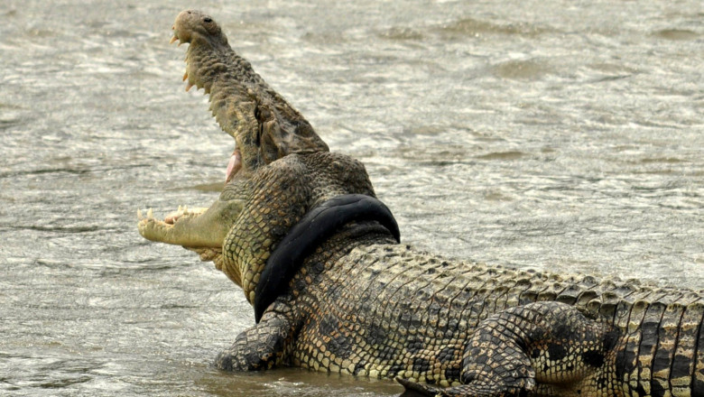 Un crocodil care trăia de 6 ani cu un cauciuc pe gât a fost eliberat. A fost nevoie de zeci de persoane